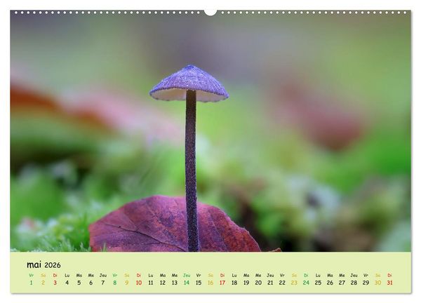 Produktbild: Champignons tout en couleurs (Calendrier mural 2026 DIN A2 vertical) calendrier de bureau