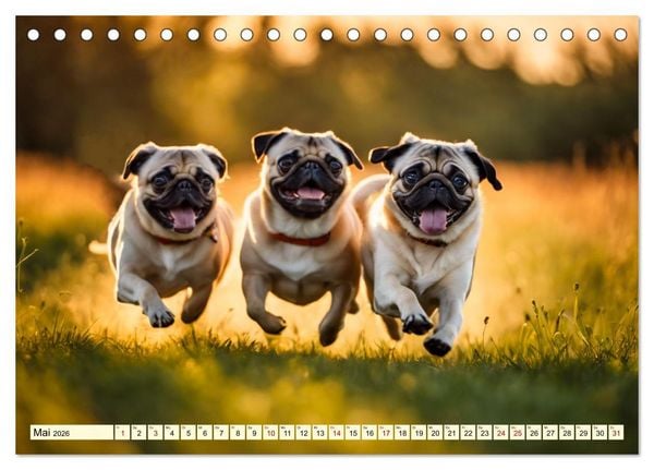 Produktbild: M&ouml;pse - quirlige Charmebolzen (Tischkalender 2026 DIN A5 quer), CALVENDO Monatskalender