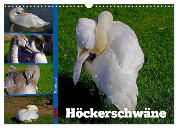 Faszination Höckerschwäne (Wandkalender 2026 DIN A3 quer), CALVENDO Monatskalender