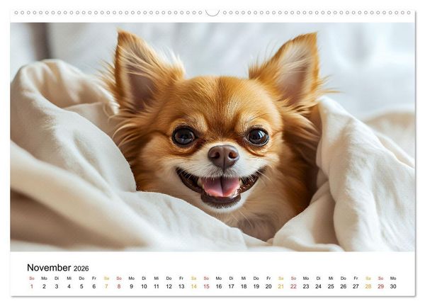 Produktbild: Chihuahua - kleine Energieb&uuml;ndel (hochwertiger Premium Wandkalender 2026 DIN A2 quer), Kunstdruck in Hochglanz