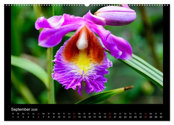 Produktbild: Wunderbare Orchideen (hochwertiger Premium Wandkalender 2026 DIN A2 quer), Kunstdruck in Hochglanz