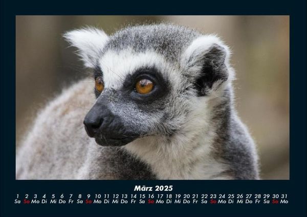 Produktbild: Welt der Tiere 2025 Fotokalender DIN A4