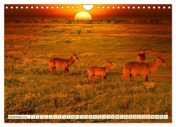 Produktbild: Fantastic Kenya (Wall Calendar 2026 DIN A4 landscape), CALVENDO 12 Month Wall Calendar