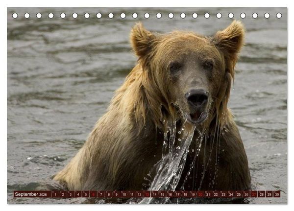 Produktbild: B&auml;ren. Unterwegs mit Meister Petz (Tischkalender 2026 DIN A5 quer), CALVENDO Monatskalender
