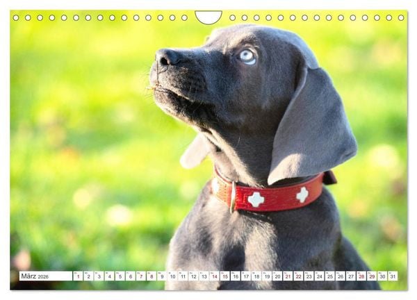 Produktbild: Weimaraner-Labrador (Wandkalender 2026 DIN A4 quer), CALVENDO Monatskalender