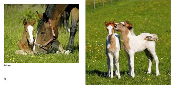 Produktbild: Tierbabys &ndash; Book To Go