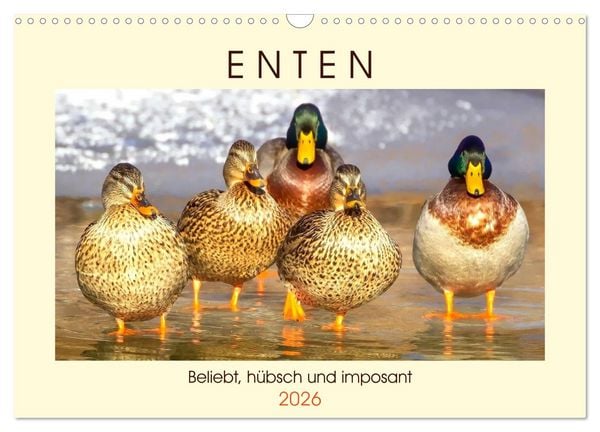 Produktbild: Enten. Beliebt, h&uuml;bsch und imposant (Wandkalender 2026 DIN A3 quer), CALVENDO Monatskalender