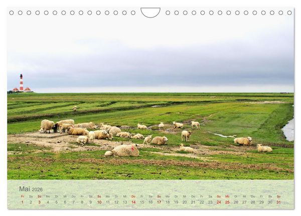 Produktbild: Salzwiesen, Schafe und Watt - Westerhever, ein Naturparadies an der Nordsee (Wandkalender 2026 DIN A4 quer), CALVENDO Monatskalender