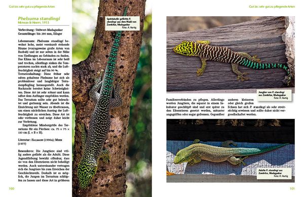 Produktbild: Taggeckos der Gattung Phelsuma