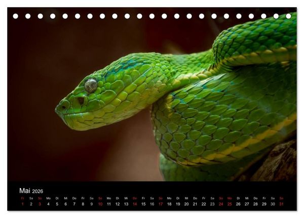 Produktbild: Costa Rica. Faszinierende Tierwelt (Tischkalender 2026 DIN A5 quer), CALVENDO Monatskalender
