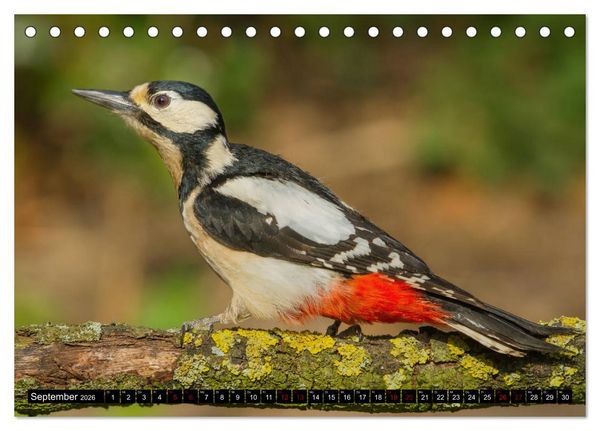 Produktbild: V&ouml;gel aus dem Garten (Tischkalender 2026 DIN A5 quer), CALVENDO Monatskalender
