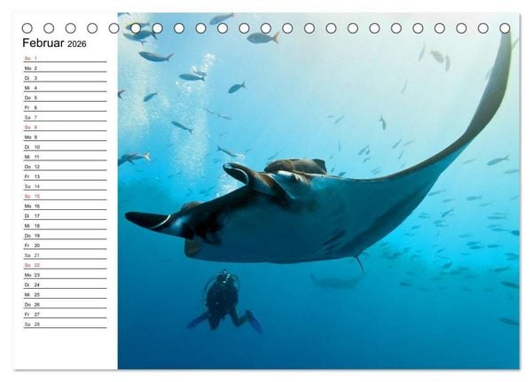Produktbild: Faszination Tauchen. Neptuns Reich (Tischkalender 2026 DIN A5 quer), CALVENDO Monatskalender