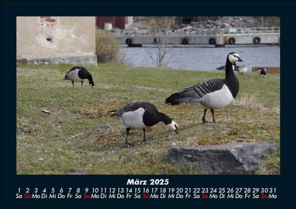 Produktbild: Welt der V&ouml;gel 2025 Fotokalender DIN A5