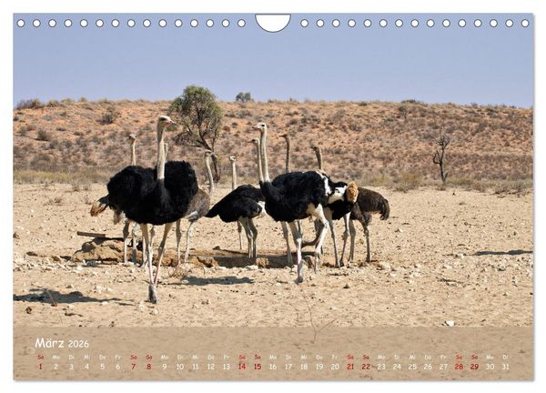 Produktbild: Kgalagadi - Fauna und Wildtiere in der Kalahari (Wandkalender 2026 DIN A4 quer), CALVENDO Monatskalender