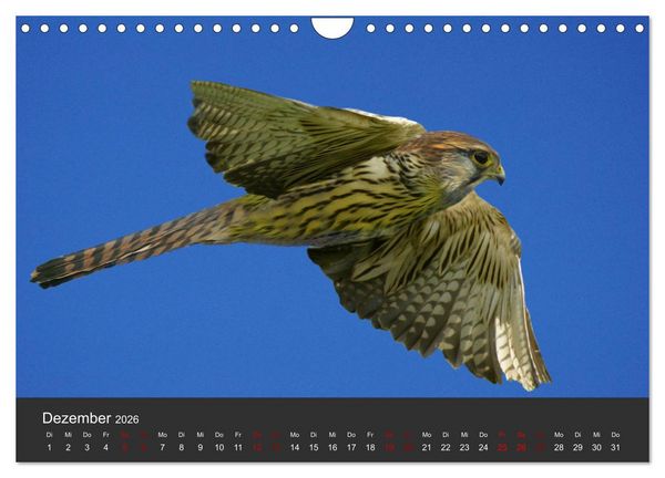 Produktbild: Faszination der Greifv&ouml;gel und Geier (Wandkalender 2026 DIN A4 quer), CALVENDO Monatskalender