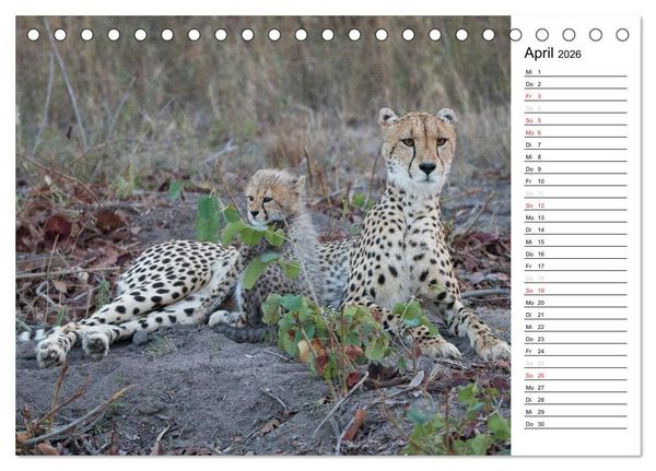 Produktbild: S&uuml;dafrika - Big 5 und mehr (Tischkalender 2026 DIN A5 quer), CALVENDO Monatskalender
