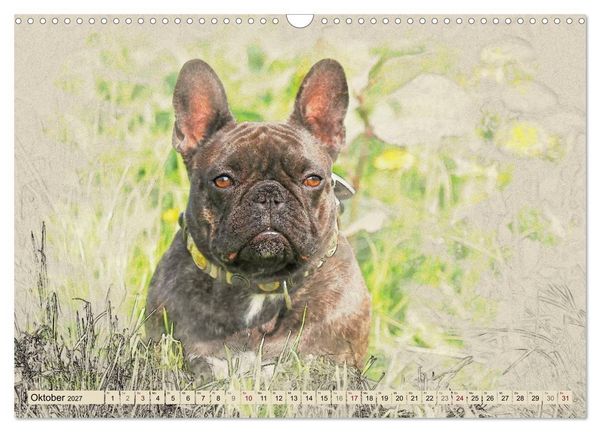 Produktbild: Franz&ouml;sische Bulldoggen (Wandkalender 2027 DIN A3 quer), CALVENDO Monatskalender