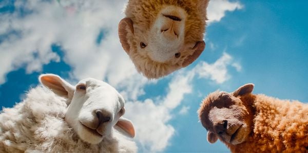 Produktbild: Glennkill: Ein Schafskrimi