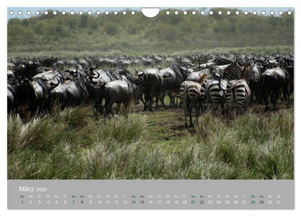 Produktbild: Safari Impressionen / Kenia (Wandkalender 2026 DIN A4 quer), CALVENDO Monatskalender