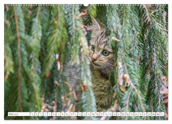 Produktbild: Wildkatzen - die anmutigsten Raubiere in Europa. (Wandkalender 2027 DIN A2 quer), CALVENDO Monatskalender