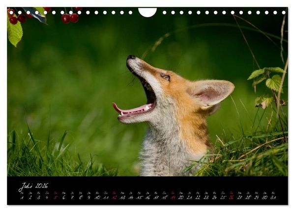 Produktbild: Rotfuchs - Impressionen (Wandkalender 2026 DIN A4 quer), CALVENDO Monatskalender