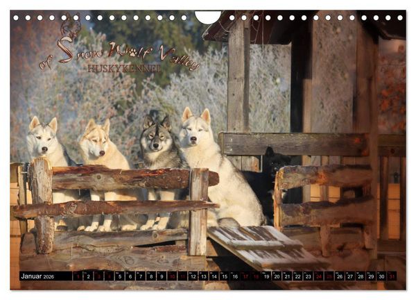 Produktbild: Faszination Husky (Wandkalender 2026 DIN A4 quer), CALVENDO Monatskalender
