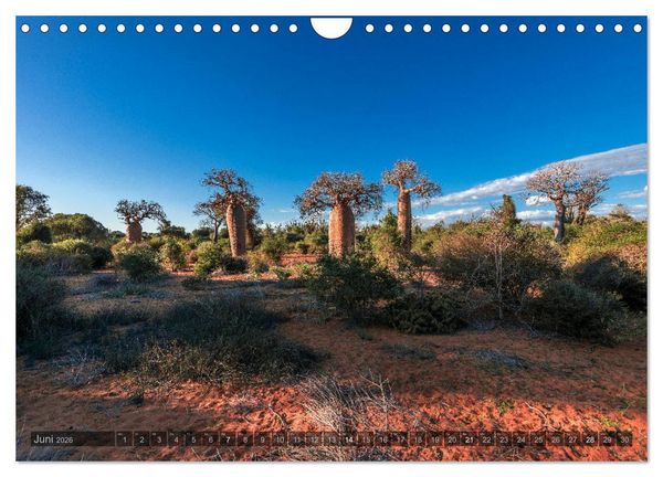 Produktbild: Zauberwald Ifaty &middot; Traumhafte Baobabs in Madagaskar (Wandkalender 2026 DIN A4 quer), CALVENDO Monatskalender