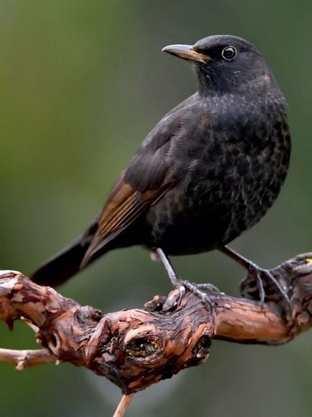 Produktbild: Amsel (Puzzle)