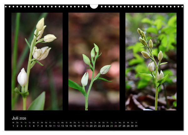 Produktbild: Heimische Orchideen im Dreierpack (Wandkalender 2026 DIN A3 quer), CALVENDO Monatskalender