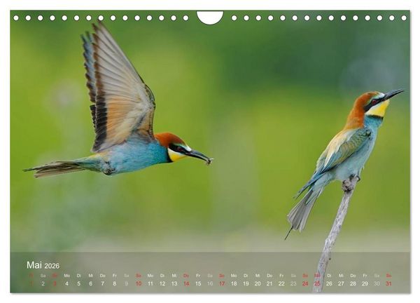 Produktbild: Europ&auml;ische Bienenfresser (Wandkalender 2026 DIN A4 quer), CALVENDO Monatskalender
