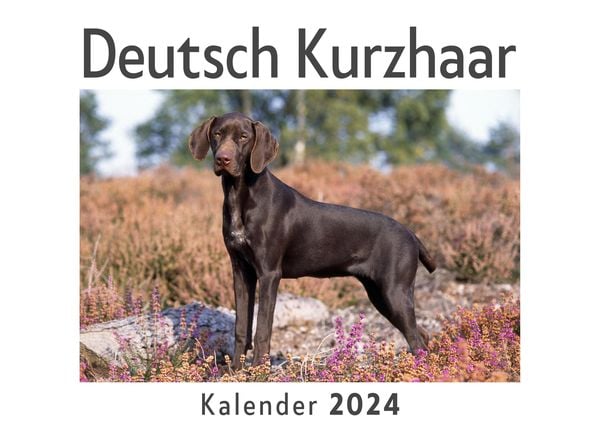 Produktbild: Deutsch Kurzhaar (Wandkalender 2024, Kalender DIN A4 quer, Monatskalender im Querformat mit Kalendarium, Das perfekte Geschenk)