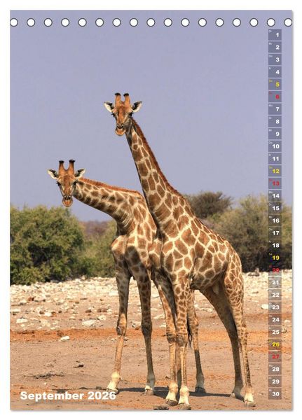 Produktbild: Giraffen - Anmut und Sanftheit (Tischkalender 2026 DIN A5 hoch), CALVENDO Monatskalender