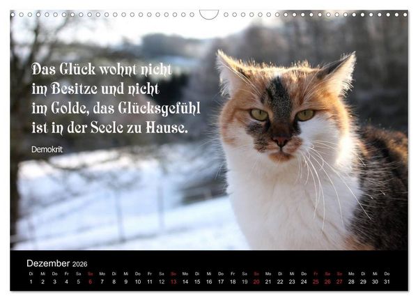 Produktbild: Gl&uuml;ckskatze - Mit Zitaten zum Thema Gl&uuml;ck (Wandkalender 2026 DIN A3 quer), CALVENDO Monatskalender