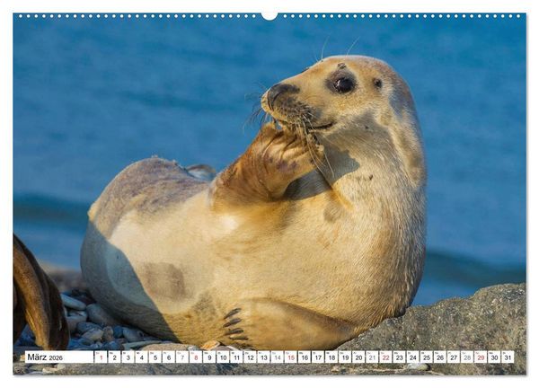 Produktbild: Kegelrobben hautnah (hochwertiger Premium Wandkalender 2026 DIN A2 quer), Kunstdruck in Hochglanz