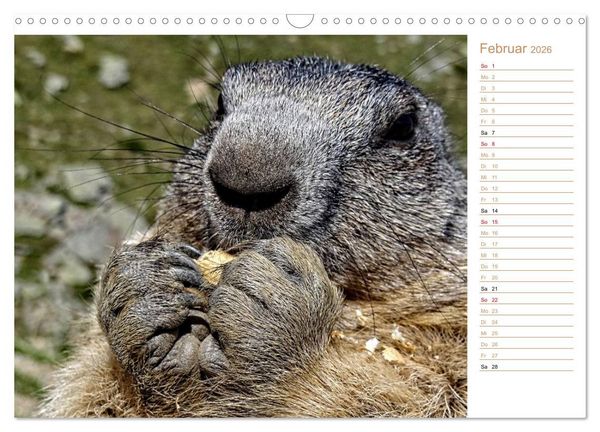 Produktbild: Wildlife - Verspielte Murmeltiere (Wandkalender 2026 DIN A3 quer), CALVENDO Monatskalender