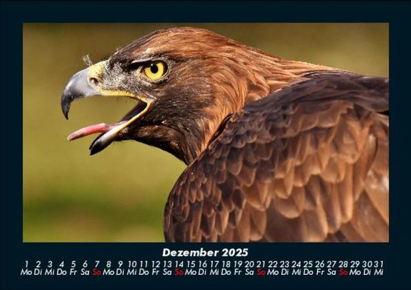 Produktbild: Welt der V&ouml;gel 2025 Fotokalender DIN A5