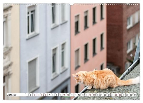 Produktbild: M&uuml;nster Miezen - &uuml;ber den D&auml;chern (Wandkalender 2026 DIN A2 quer), CALVENDO Monatskalender