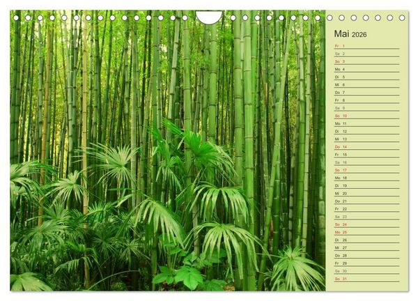 Produktbild: BAMBUS (Wandkalender 2026 DIN A4 quer), CALVENDO Monatskalender