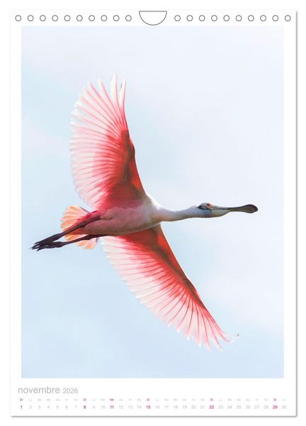 Produktbild: Le Pantanal (Calendrier mural 2026 DIN A4 horizontal), CALVENDO calendrier mensuel