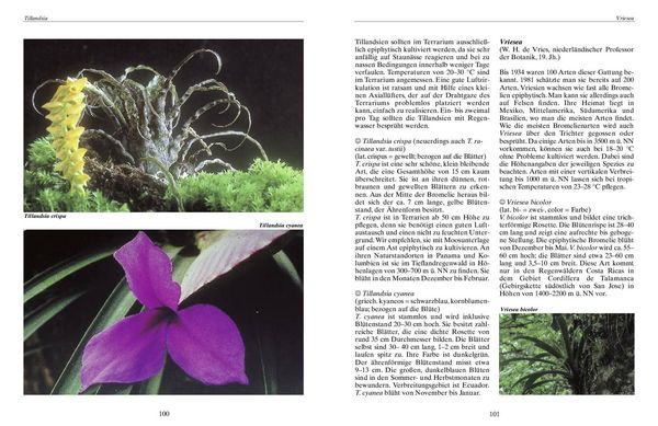 Produktbild: Bromelien, Orchideen und Farne im Tropenterrarium