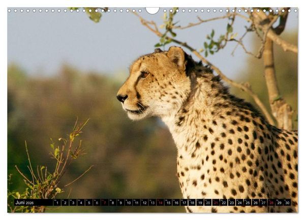 Produktbild: Die Lautlosen. Geparden und Leoparden (Wandkalender 2026 DIN A3 quer), CALVENDO Monatskalender