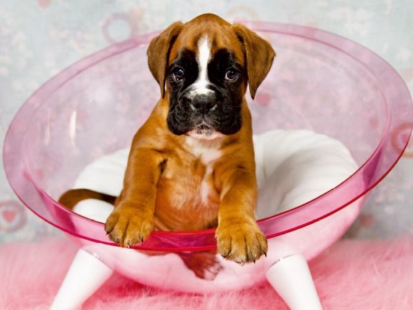Produktbild: CALVENDO Puzzle Knuddelalarm - Boxerbaby | 1000 Teile Lege-Gr&ouml;&szlig;e 64x48cm Foto-Puzzle f&uuml;r gl&uuml;ckliche Stunden