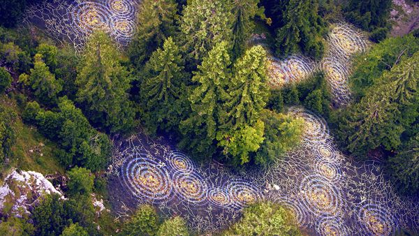 Produktbild: Terra X - Unsere W&auml;lder