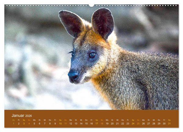 Produktbild: K&auml;ngurus, sprunghafte Gesellen (hochwertiger Premium Wandkalender 2026 DIN A2 quer), Kunstdruck in Hochglanz