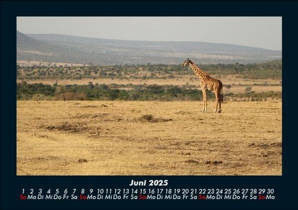 Produktbild: Tiere in der Wildnis 2025 Fotokalender DIN A5