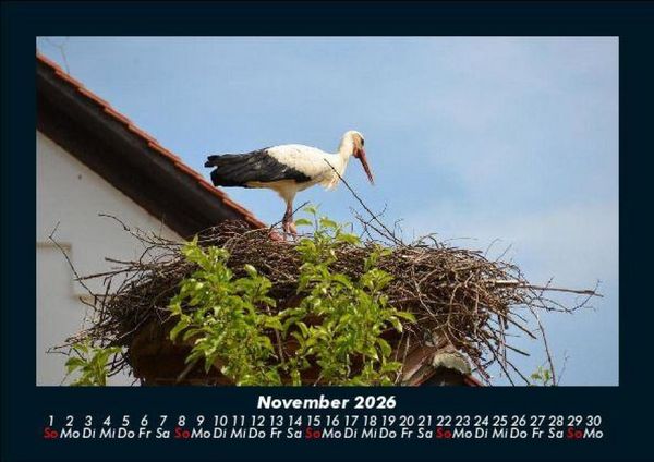 Produktbild: V&ouml;gel 2026 Fotokalender DIN A5