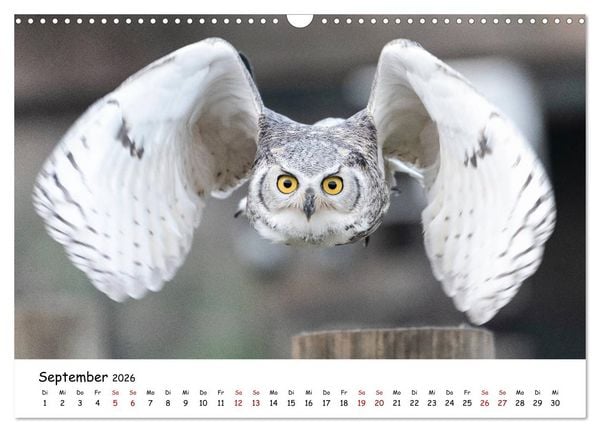 Produktbild: Eulen 2026 (Wandkalender 2026 DIN A3 quer), CALVENDO Monatskalender