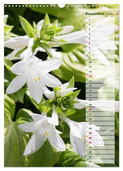 Produktbild: Hostas Herzblattlilien Funkien (Wandkalender 2026 DIN A3 hoch), CALVENDO Monatskalender