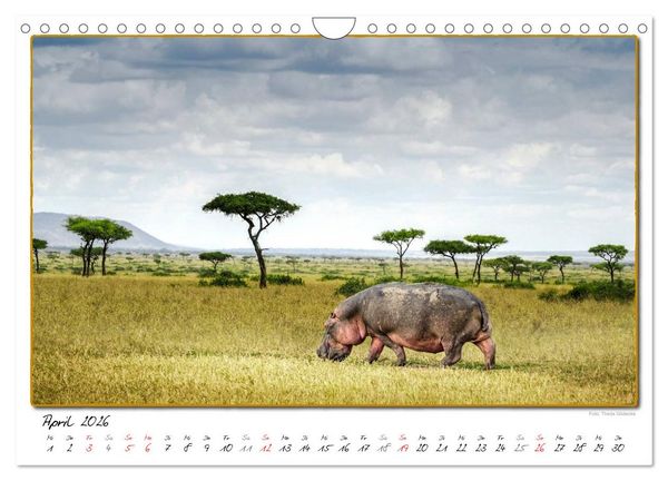 Produktbild: Abenteuer Masai Mara (Wandkalender 2026 DIN A4 quer), CALVENDO Monatskalender