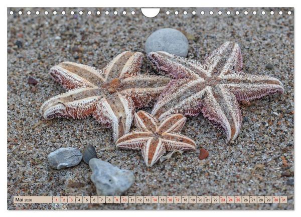 Produktbild: Timmendorfer Strand - Urlaubsparadies an der Ostsee (Wandkalender 2026 DIN A4 quer), CALVENDO Monatskalender